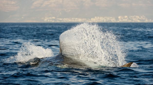 Great White Shark (Carcharodon carcharias) attacks a seal with splashes