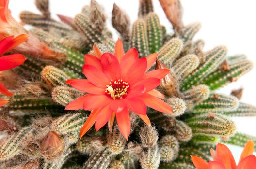 big red cactus flower over white background
