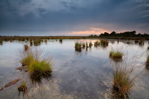 gloomy rainy sunset over swamps, Fochteloerveen, Netherlands