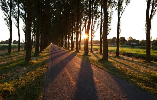 sunshine through tree rows by road after sunrise