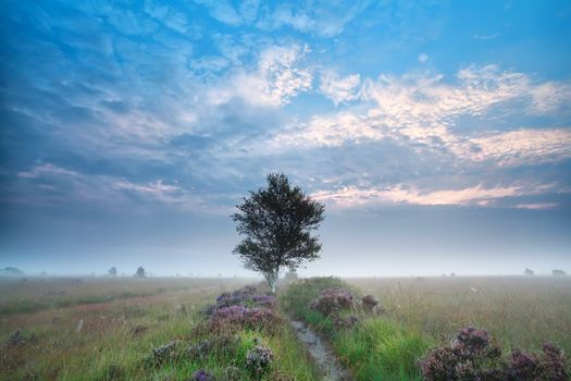 birch tree on swamp with flowering heather, Fochteloerveen, Netherlands