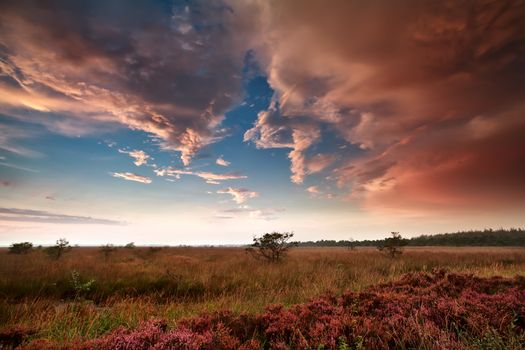 heavy rainy clouds over swamp with heather at sunset