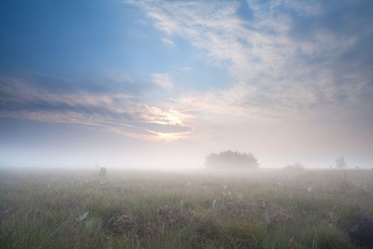 meadow in dense fog during sunrise, Fochteloerveen, Netherlands