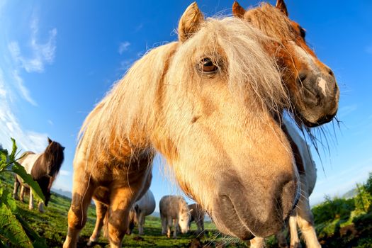 pony (horse) muzzle on pasture close up, fish-eye view