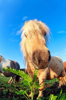 pony head on pasture over blue sky close up