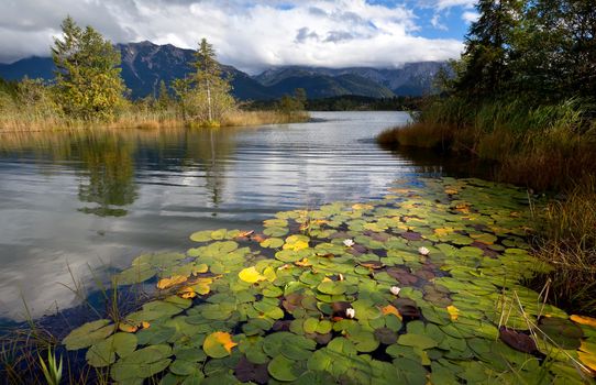 water lily flowers on alpine lake in Bavarian Alps, Germany