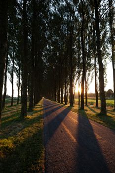 light and shadow pattern on bicycle road, Netherlands