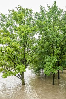 Trees in the Highwater of Danube River