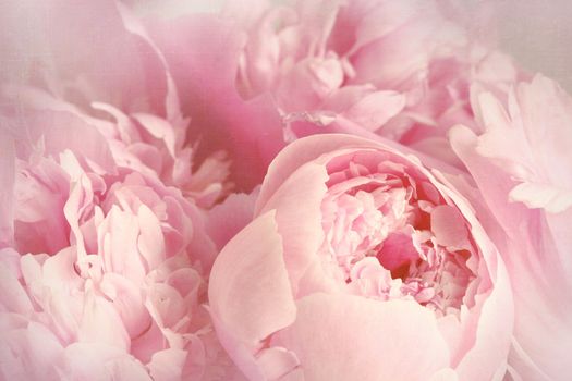 Closeup of peony flowers 