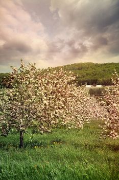 Blossoming apple trees in spring