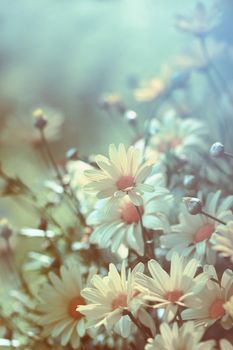 Yellow daisies with soft filtered light