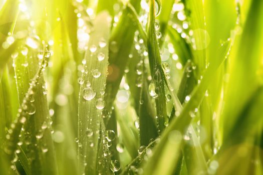 Droplets of water on blades of grass in sunshine