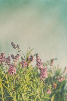 Closeup of lavender flowers with vintage color filters