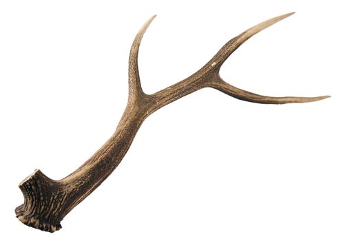 Antler - very beautiful trophy. Perfect material for artworks