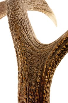 Antler - very beautiful trophy. Perfect material for artworks