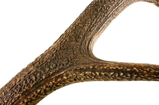 Antler - very beautiful trophy. Perfect material for artworks