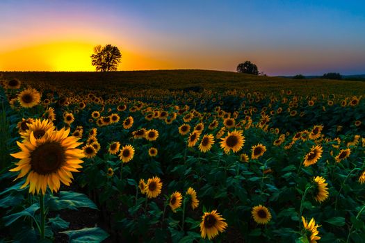 A view of a backlit sunflower field at sunset in Kansas.