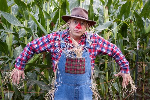A scarecrow in the corn field.