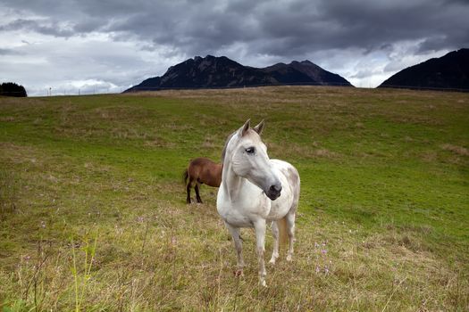 white horse grazing on alpine meadows, Bavarian Alps