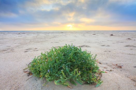 Beautiful sunrise at the beach, with flowering plant in foreground.