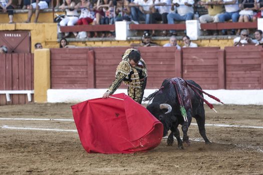 Andujar, Jaen province, SPAIN - 10 september 2011: Spainish bullfighter Finito de Cordoba bullfighting with a crutch in a beautiful pass by low in the Bullring of Andujar, Jaen province, Andalusia, Spain