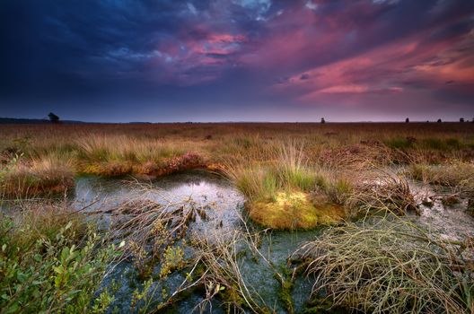 purple sunset over old bog, Fochteloerveen, Netherlands