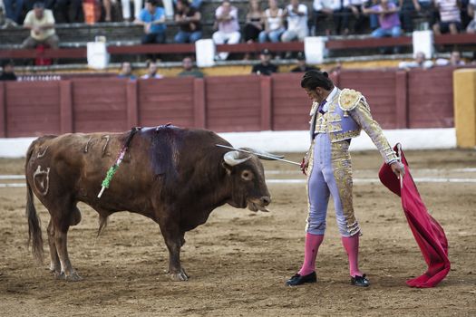Andujar, Jaen province, SPAIN - 10 september 2011: Spainish bullfighter David Valiente placing his sword on the head of the bull in an act of courage in the Bullring of Andujar, Jaen province, Andalusia, Spain