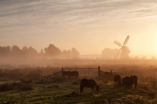 pony on pasture and windmill in dense sunrise fog, Holland