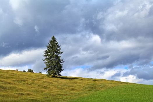 lonely spruce on alpine green meadows over sky, Bavaria, Germany