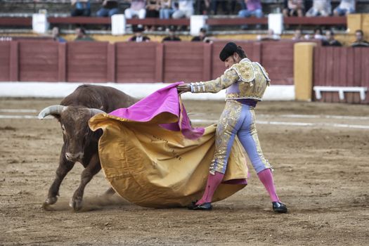 Andujar, Jaen province, SPAIN - 10 september 2011: Spainish bullfighter David Valente bullfighting with a crutch in a beautiful pass by low in the Bullring of Andujar, Jaen province, Andalusia, Spain