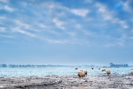sheep on frosted winter pasture in Holland