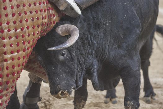 Jaen, SPAIN - 16  october 2011: Black bull about 650 Kg ramming hard horse chop in the bullring of Jaen, Andalusia, Spain