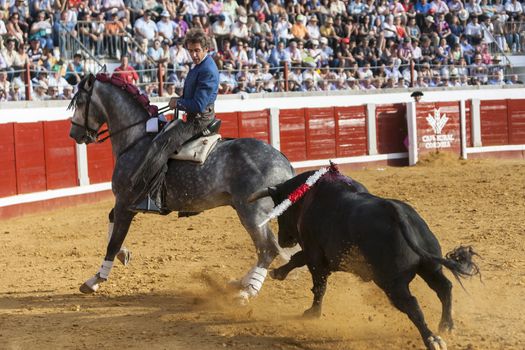 Pozoblanco, Cordoba province, SPAIN- 25 september 2011: Spanish bullfighter on horseback Pablo Hermoso de Mendoza Riding sideways in a difficult maneuver while the bull pursuing him in Pozoblanco, Cordoba province, Andalusia, Spain