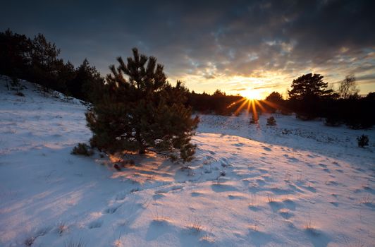 sunbeams at sunset over forest in snow, Nunspeet dunes, Gelderland, Netherlands