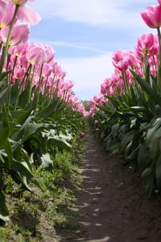 A path through tulips against a blue sky.