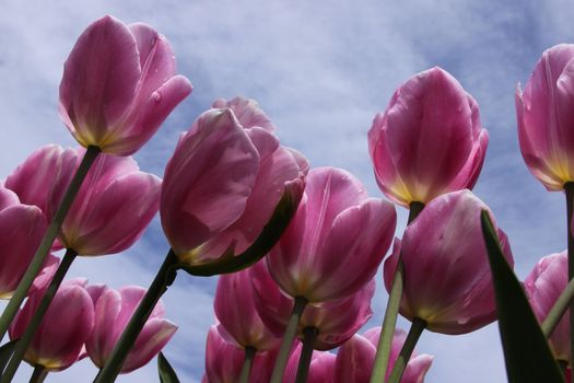 Lovely pink tulips against a blue sky.