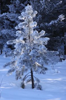Snow and Hoar Frost on a tree in Winter.