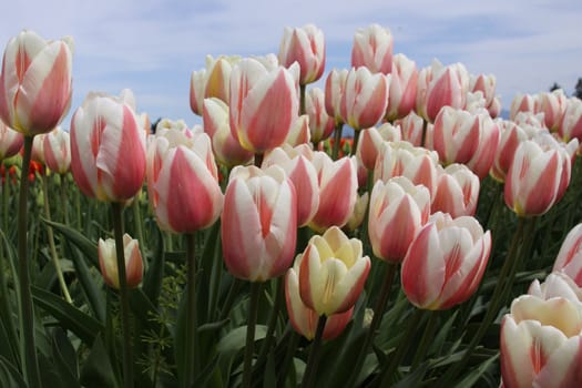 Tulips against a blue sky.