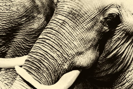 Elephant in Sepia