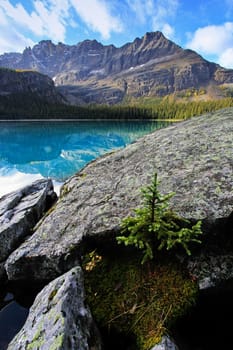 Small pine tree growing on rocks, Lake O'Hara, Yoho National Park, British Columbia, Canada