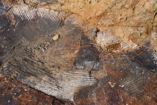 A background or texture shot of petrified wood.