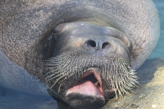 Walrus making faces like it may be bored or moping.