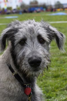 A dog wearing a collar.