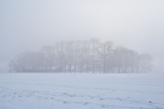 trees in dense winter fog, Groningen, Netherlands