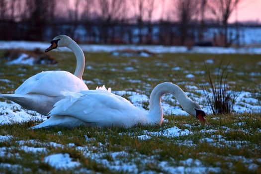 couple of white swans on pasture at winter sunset