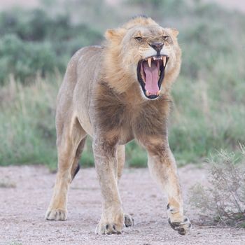 Lion walking on the rainy plains of Etosha, Namibia