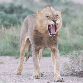 Lion walking on the rainy plains of Etosha, Namibia