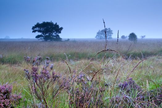 spiderweb in waterdrops on flowering heatherduring misty morning