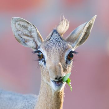 Kirk Dik-dik (Madoqua kirkii), selective focus on the eyes