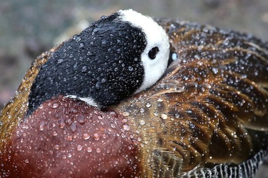 White-faced Duck with rain drops running off it's back